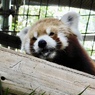 ニシレッサーパンダ(熱川バナナワニ園)