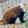 ニシレッサーパンダ(熱川バナナワニ園)