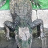 ブラジルカイマン(熱川バナナワニ園)