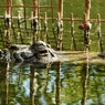 水から目と鼻を出すアメリカアリゲーター(熱川バナナワニ園)