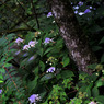 8月の玉紫陽花