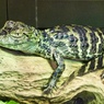 クチヒロカイマンの幼体(熱川バナナワニ園)