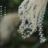 写真句：すすき穂