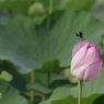 昼間の蓮