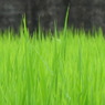 青々八月