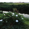 川辺の花