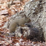 冬の里山で10(リス7)
