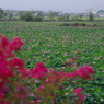 みずの森の蓮花たち-1