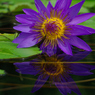 みずの森の蓮花たち-2