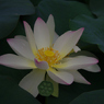 みずの森の蓮花たち-3