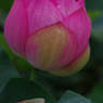 みずの森の蓮花たち-4