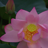みずの森の蓮花たち-5