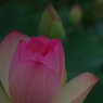 みずの森の蓮花たち-6