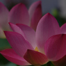 みずの森の蓮花たち-8