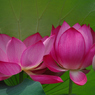 みずの森の蓮花たち-9