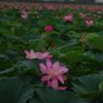 みずの森の蓮花たち-10