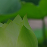みずの森の蓮花たち-11