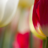 チューリップ#1