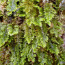 ヒムロゴケ
