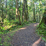 樹海内の遊歩道