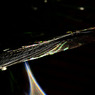 Rainbow Net 2