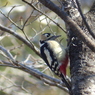 冬の里山で7(アカゲラ)