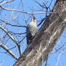 冬の里山で(アオゲラ)