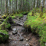 苔むす登山道