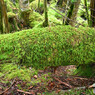 苔むす倒木