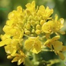 菜の花