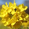 菜の花