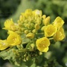 菜の花