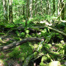 遊歩道からの樹海内の様子
