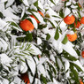 雪ぼうしみかん