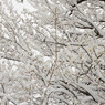 雪の木