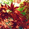 GWなのに紅葉