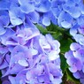 紫陽花
