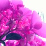 紫陽花