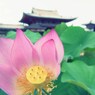 蓮