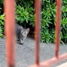 チビ猫の大冒険！