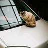Cat's Eyes