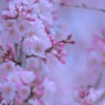 七分咲き