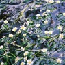醒ヶ井の梅花藻（バイカモ）