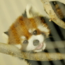 こっちみんな( ﾟдﾟ )