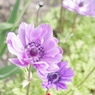 紫の花
