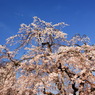 空の青と桜の白