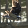 オナガフクロウ飛翔す