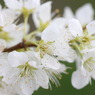 Prunus salicina