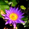 ドラム缶の花1