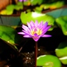 ドラム缶の花2